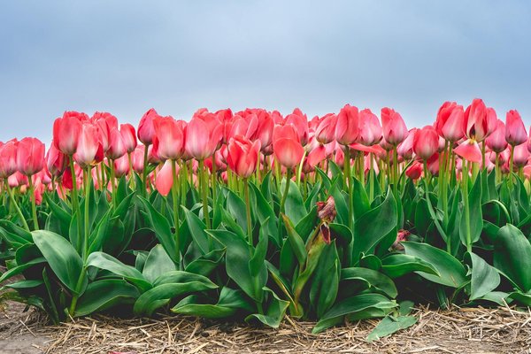 Créez un oasis aquatique dans votre petit jardin : le guide ultime pour aménager un espace de jeux revigorant pour toute la famille